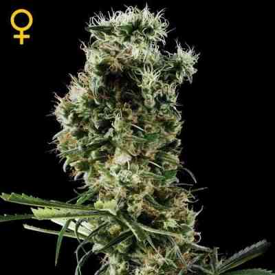 Arjan\'s Haze 2 > Green House Seed Company | Feminized Marijuana   |  Sativa